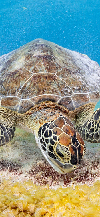Captivating creature, Majestic turtle, Nature's marvel, Animal wonder HD phone wallpaper