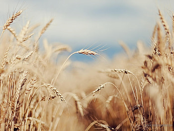 Cereal Field, Field, Ceareal, Nature, Food HD wallpaper