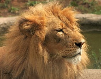 Leo the Lion, animal, cat, lion HD wallpaper