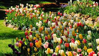 Nature, Flowers, Tulips, Flower Bed, Flowerbed HD wallpaper