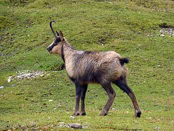 Chamois gemse, Animals and pets, Majestic presence, Beautiful horns HD wallpaper