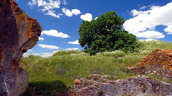 Nature, Wood, Tree, Field, Ruin, Ruins HD wallpaper