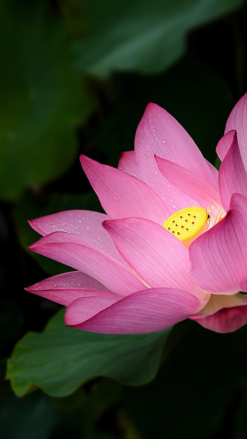 Lotus Flower, Adorable, Flower HD phone wallpaper