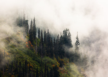 Nature, Trees, Forest, Fog, Elevation HD wallpaper