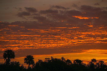 Nature, Sunset, Sky, Palms, Silhouette HD wallpaper