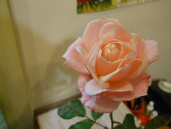 Plants, Flowers, Roses HD wallpaper