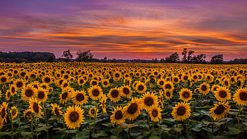 Stunning sunflowers HD wallpaper