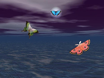Night flight, night, butterflys, moonlight, clouds, sky, ocean HD wallpaper