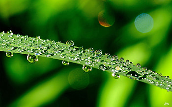 Drops, Macro, Sheet, Leaf, Greens, Dew HD wallpaper
