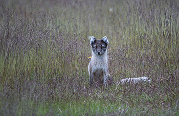 Animals, Grass, Is Sitting, Sits, Arctic Fox HD wallpaper