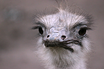 Feathered beauty, Ostrich , Nature's grace, Striking ry HD wallpaper