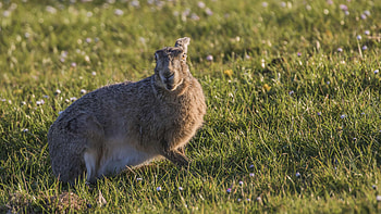 Mammals pbo site mammals, Animal HD wallpaper