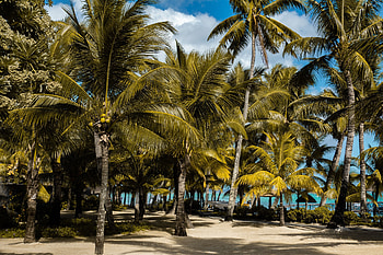 Nature, Beach, Palms, Tropics, Mauritius HD wallpaper