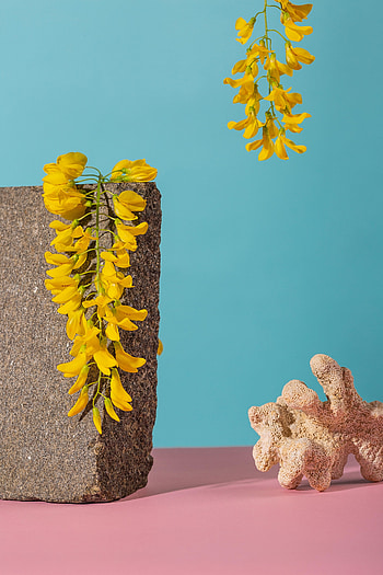 Flowers, Pink, Still Life, Coral, Miscellanea, Miscellaneous, Brick HD phone wallpaper