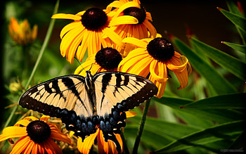 Butterflies, Flowers, Insects HD wallpaper