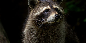 Mammal , Striped bandit, Nature's bandit, Masked beauty HD wallpaper