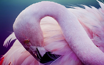 Flamingo , Brilliant pink plumage, Majestic wildlife, Nature's flamboyance HD wallpaper