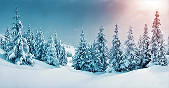 winter, trees, forest, snow, nature HD wallpaper