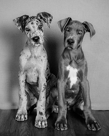 Siblings, Great Danes HD phone wallpaper