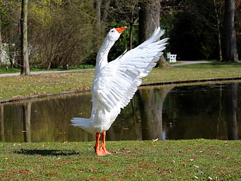 Working out, trees, goose, grass, stretching, park HD wallpaper
