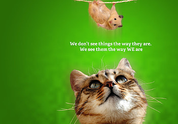 :), animal, mouse, pisici, green, face, funny, hamster, cat, pet HD wallpaper