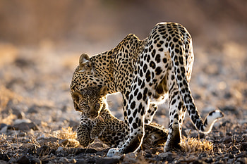 cub, Animal, leopard HD wallpaper