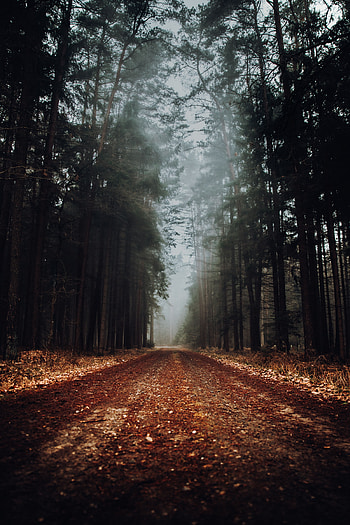 Nature, Road, Forest, Fog HD phone wallpaper