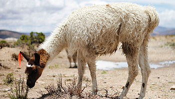 White alpaca, High definition , Stunning , 42230 HD wallpaper
