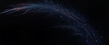 Black feathers, Dark-themed , Mysterious beauty, Artistic composition HD wallpaper