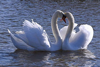 Swans, cool, beautifuil HD wallpaper