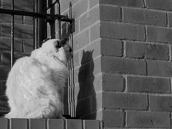 Talking To My Own Shadow, shadow, graphy, fence, wall, cat HD wallpaper