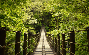Footbridge, trees, bridge, forest HD wallpaper