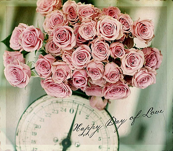 Delicate pink, sunshine, roses, soft, pink, delicate, time, love, nature, flowers, happy, forever HD wallpaper