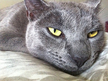 cat, , cooper, russian HD wallpaper