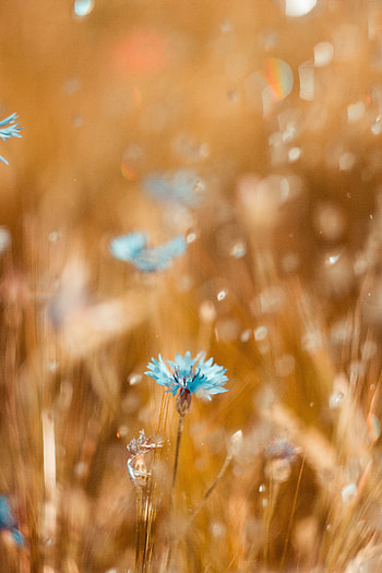 Flower, Macro, Blur, Smooth, Field, Cornflower HD phone wallpaper