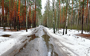 Holidays, Nature, Trees, Roads HD wallpaper