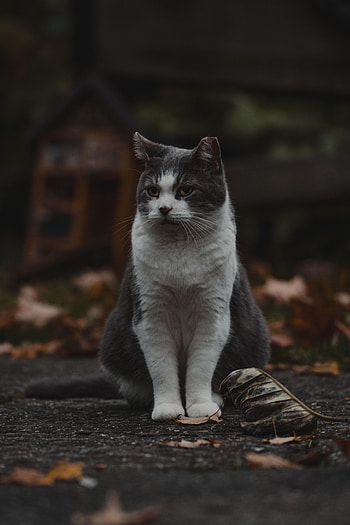 Animals, Cat, Pet, Sight, Opinion, Animal HD phone wallpaper