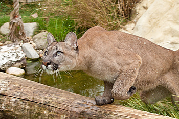 Animals, Water, Grass, Puma, Fright, Attention HD wallpaper