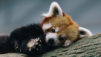 red panda 878653 red panda 878607 red panda . HD wallpaper