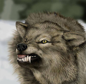 It's the fear, teeth, animals, menace, wolf, wild HD wallpaper