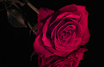 Red rose, Bud, Flower, Rose, Red HD wallpaper