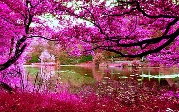 Pink foliage on trees by a river, Twigs, Leaves, Pond, Trees, Landscape, Water, Pink, Lake, Foliage, River, Branches HD wallpaper