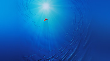 Finding Nemo, Animated Movie, Cute , Disney HD wallpaper
