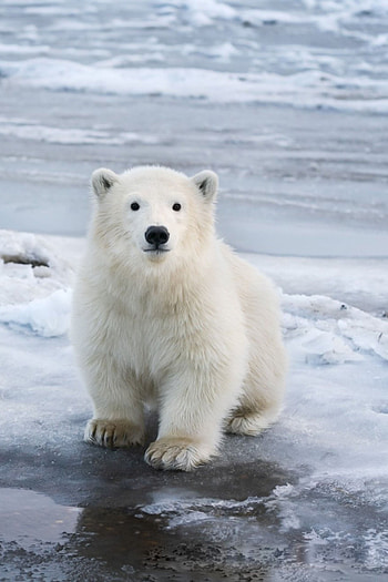 Baby polar bears, Cute and cuddly, Playful antics, Nature's adorable creations HD phone wallpaper