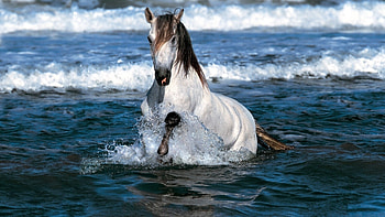 Animals, Horses HD wallpaper