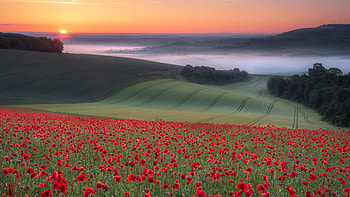Red Common Poppy Flowers Field Green Trees Fog Forest During Sunset Flowers HD wallpaper