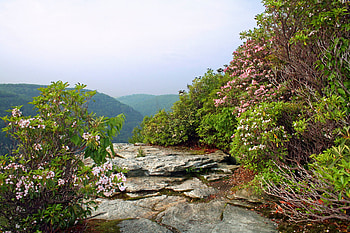 Blackwater Canyon, West Virginia, USA HD wallpaper