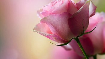 For Andonia, rose, Andonia, pink, friend HD wallpaper