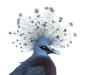 Victoria Crowned Pigeon, blue, goura victoria, feather, bird, pasare, fan HD wallpaper