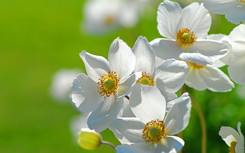Plants, Flowers HD wallpaper